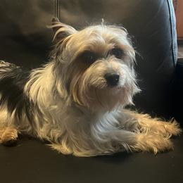 Penny - Yorkshire Terrier