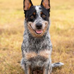 Jules - Australian Cattle Dog