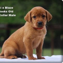 Red Collar Male - Yellow male Labrador Retriever puppy in Huntington, Texas from Soggy Bottom Retrievers