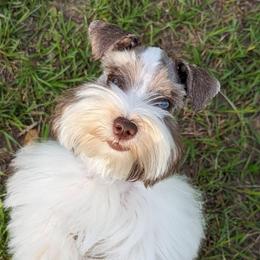 Poppy - Miniature Schnauzer