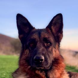 Tea (Tay-uh) - German Shepherd