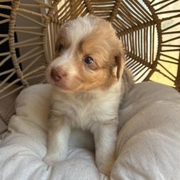 Sadie - Red merle female Australian Shepherd puppy in Grants Pass, Oregon from Carmel Mountain Aussies