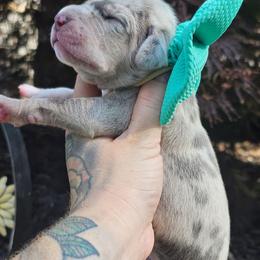 Teal collar - Merle female Great Dane puppy in Warren, Ohio from Loyal-Loves Great Danes