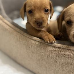 Dachshund Puppies from Silver Dach Farms
