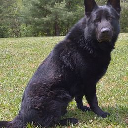German Shepherds from Von Kopfe Schutzengel Kennels