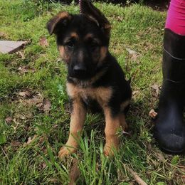 German Shepherd Puppies from Semper Fi K-9