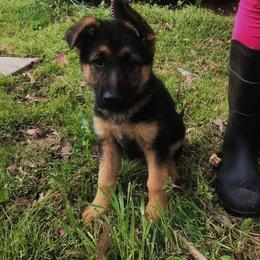 German Shepherd Puppies from Semper Fi K-9