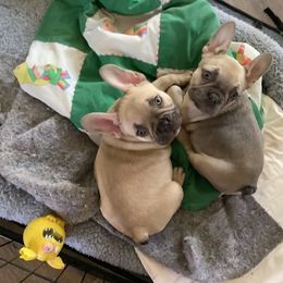 French Bulldog Puppies from Lucinda's Frenchies