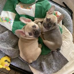 French Bulldog Puppies from Lucinda's Frenchies