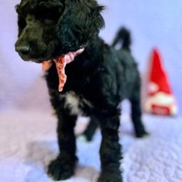 Girl 3- Ponyo - Blue Poodle puppy in Troy, Virginia from Stewart’s Standards