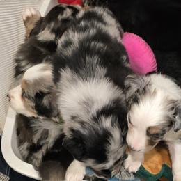 Australian Shepherds from 3M Australian Sheperds