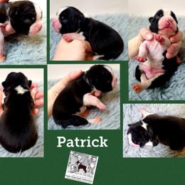 Boston Terrier Puppies from Diamonds In The Ruff Boston Terriers