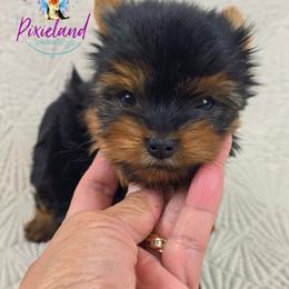 Tatiana - Black and gold female Yorkshire Terrier puppy in Santa Clarita, California from Pixieland Yorkshire Terriers