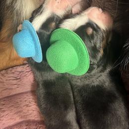 Bernese Mountain Dog Puppies from Maples Arizona Bernese Mountain Dogd