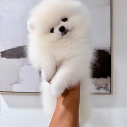 Dumpling - White female Pomeranian puppy in Las Vegas, Nevada from Ice City Pomeranians