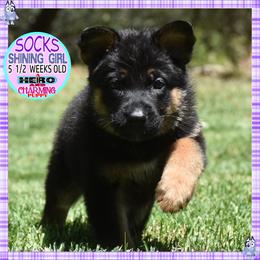 SOCKS IS SUPERB - Black and red female German Shepherd puppy in Murrieta, California from Diamond Oaks German Shepherds