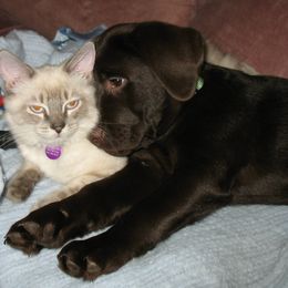 Labrador Retriever Puppies from Lorlyn Labradors