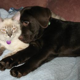 Labrador Retriever Puppies from Lorlyn Labradors