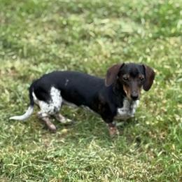 Whinny - Dachshund