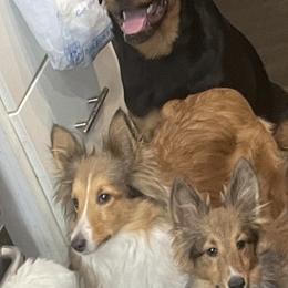 Stella - Shetland Sheepdog