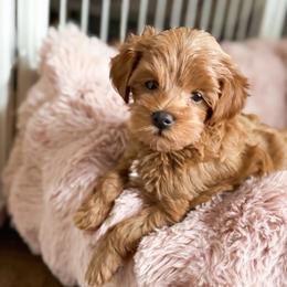 Chip - Red  male Goldendoodle puppy in Garden Grove, California from Sunkissed Doodles