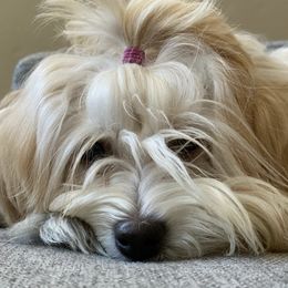 Havanese from Enchanted Tails Havanese
