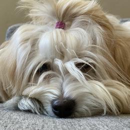 Havanese from Enchanted Tails Havanese