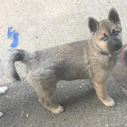 Simba - Wolf sable male Pomsky puppy in New Bedford, Massachusetts from Roark Pack Chihuahua's & Pomsky's