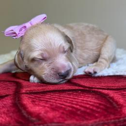 Molly - Apricot female Goldendoodle puppy in Woodburn, Indiana from Lengachers Cuddly Doods