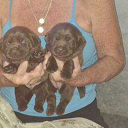 Chocolate boy - Chocolate male Labrador Retriever puppy in Indiantown, Florida from Spirit Oaks Labrador Retrievers