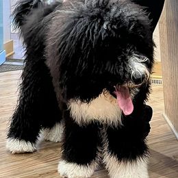 Bernedoodles from Pura Vida Bernedoodles