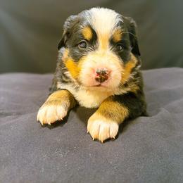 Honey - Black rust and white female Bernese Mountain Dog puppy in Alabama from Dogwood Creek Bernese