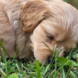 Angel Food Cake - Cream female Cavapoo puppy in Lewisburg, Pennsylvania from Jessie's Puppies