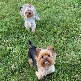 Yorkshire Terriers from McCain's Yorkies