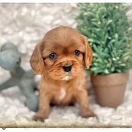 Aussiedoodle and Cavalier King Charles Spaniel Puppies from Shelby Paws