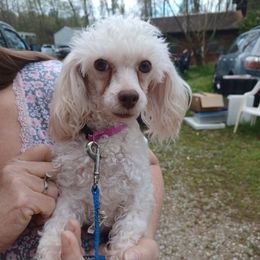 Mattie - Poodle