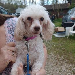 Mattie - Poodle
