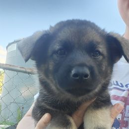 Lavender - Black and gray male Norwegian Elkhound puppy in Northfield, Minnesota from Furever Elkhounds
