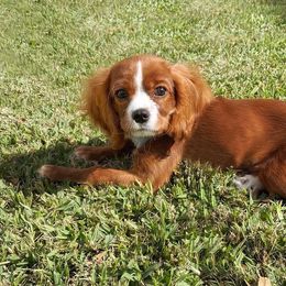 Cavalier King Charles Spaniel Puppies from Kimberlys Cavalier Palace