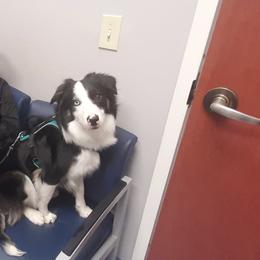 Border Collie All Grown Up from Border Collies of Ruidoso