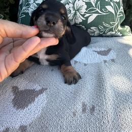 Shorthair black and tan male - Black and tan male Dachshund puppy in Manteca, California from Sweet and Low Dachshunds