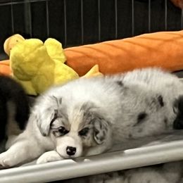 Australian Shepherd Puppies from SnowRidge Australian Shepherds