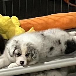 Australian Shepherd Puppies from SnowRidge Australian Shepherds