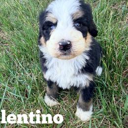 Valentino with training - Tri-color male Bernedoodle puppy in Boonville, North Carolina from Doods & Dolls