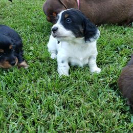 Dachshund Puppies from LDC Farms