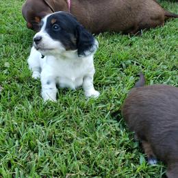 Dachshund Puppies from LDC Farms