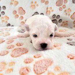 Bichon Frise Puppies from Wonder Bichons