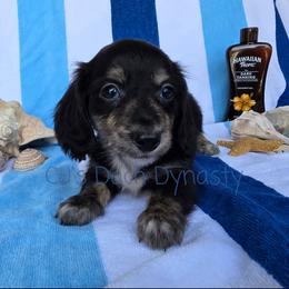 ACE 3250 - Black and cream male Dachshund puppy in Gatesville, Texas from CJ's Dach Dynasty