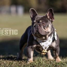 Tavi  - French Bulldog