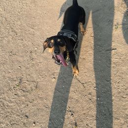 Carlos - Dachshund